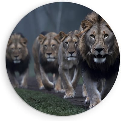 Saammp Muurcirkel Hout - Leeuwen familie op pad - Dieren - Natuur - Ø 90 - Wandcirkel - Wanddecoratie Cirkel - Muurdecoratie Woonkamer - Slaapkamer decoratie - Rond Schilderij