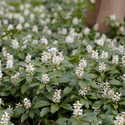 Schaduwkruid (Pachysandra terminalis) - Dikkemanskruid Green Carpet - Bodembedekkers - Groenblijvend - Vaste planten - bloeit in Maart / April