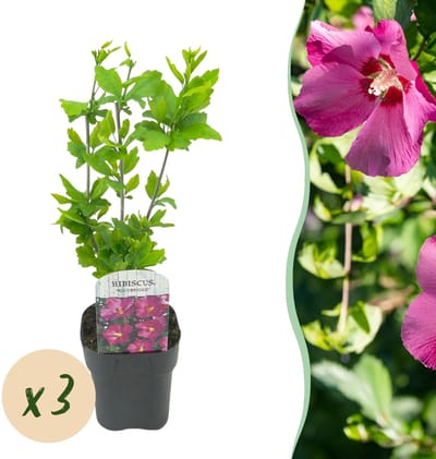 Green boutiQ - Tuinplant - Hibiscus syriacus Woodbridge - Tuin Hibiscus - Winterhard - Roze - 3 Planten - Pot 17cm - Hoogte 45cm