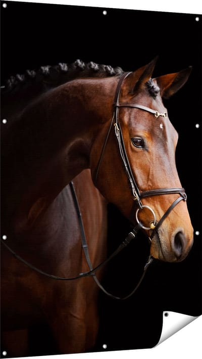 Gards Tuinposter Bruin Paard op een Zwart Achtergrond - 100x150 cm - Tuindoek - Tuindecoratie - Wanddecoratie buiten - Tuinschilderij