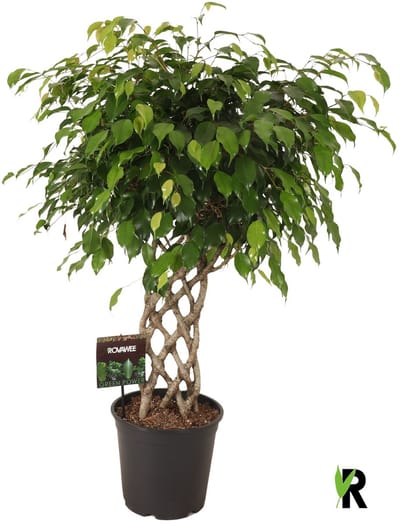 Ficus Benjamina Exotica gevlochten mat 110 cm – Kamerplant – Vers Van De Kweker – Potmaat Ø27 cm