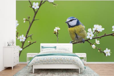 Behang - Fotobehang Pimpelmees - Tak - Bloemen - Bloesem takken - Vogel - Breedte 400 cm x hoogte 300 cm