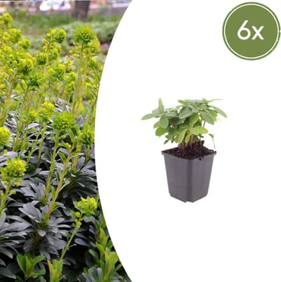 Tuinplantenshop.com | Euphorbia amygdal. robbiae | 6 stuks - Ø9cm - 10-25cm hoog - Tuinplant