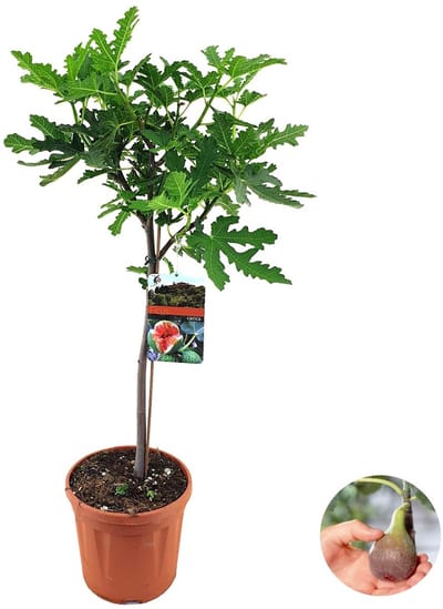Bloomique - Ficus Carica Brown Turkey - Vijgenboom - Fruitbomen - Tuinplanten - Winterhard - Hoogte 80-100 cm - Pot 21 cm