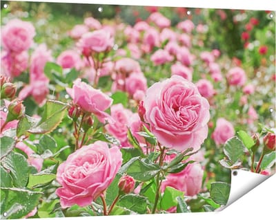 Gards Tuinposter Roze Rozen Bloemenveld - 120x80 cm - Tuindoek - Tuindecoratie - Wanddecoratie buiten - Tuinschilderij