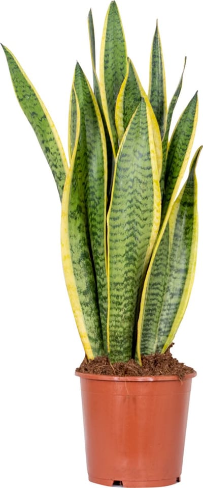 Bloomique - Sansevieria Laurentii - Vrouwentong - Kamerplanten - Luchtzuiverend - Zeer Gemakkelijk te Verzorgen - Hoogte 50-70 cm - Pot 17 cm