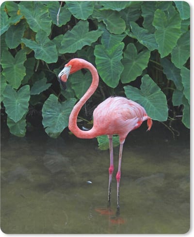 Muismat Flamingo - Een flamingo staat in het ondiepe water muismat rubber - 19x23 cm - Muismat met foto