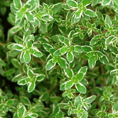 6 x Thymus Citriodorus - Citroentijm pot 9x9cm