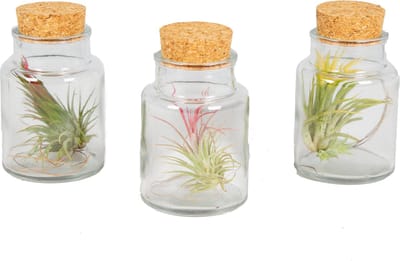 Bloomique - Mix van 3 - Tillandsia in Glas- Luchtplantjes - Kamerplanten - Zeer Gemakkelijk Te Verzorgen - 5-15 cm groot