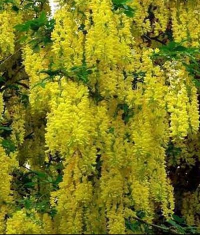 Laburnum wat. 'Vossii' - Bastaard Goudenregen , Grootbloemige Goudenregen 40- 60 cm in pot