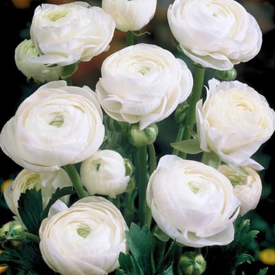 Aziatische ranonkel (Ranunculus Asiaticus) - Ranonkel Wit - Ranunculus dubbel - Bijen-Vlinders - Snijbloemen - (Ook)-Voor in huis - Zomerbollen