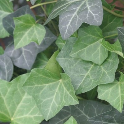 24 x Klimop 'Woerner' - Hedera helix 'Woerner' pot 9x9cm, voor 3m² : Een veelzijdige en makkelijk te verzorgen klimplant voor uw tuin