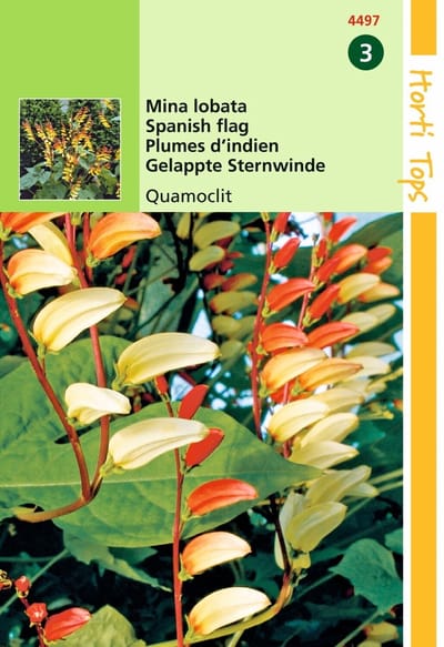 2 stuks - Hortitops - Mina Lobata