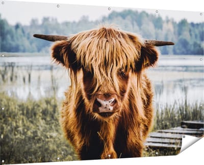 Gards Tuinposter Schotse Hooglander Koeienkop bij een Meer - 180x120 cm - Tuindoek - Tuindecoratie - Wanddecoratie buiten - Tuinschilderij