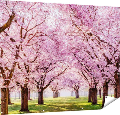 Gards Tuinposter Roze Bloesembomen Park - Bloemen - 150x120 cm - Tuindoek - Tuindecoratie - Wanddecoratie buiten - Tuinschilderij