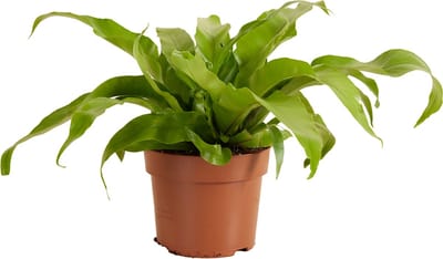 Bloomique - Asplenium Antiquum - Nestvaren - Kamerplanten - Luchtzuiverend - Diervriendelijk - Hoogte 20-30 cm - Pot 12 cm