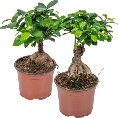 Bloomique - Set van 2 - Ficus Ginseng - Bonsai - Kamerplanten - Luchtzuiverend - Gemakkelijk in onderhoud - Hoogte 20-30 cm - Pot 12 cm