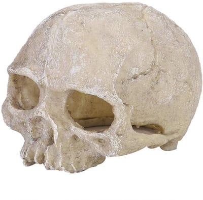 Allecto - Aquarium Skull Statue - Decoratieve Hars Skelet - Unieke decoratie voor aquariums - Voor vissen en reptielen - Creatieve aquariumaccessoi..