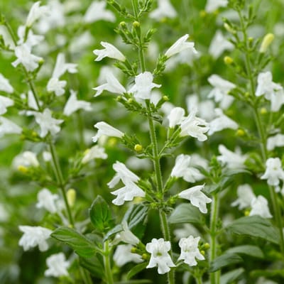Steentijm (Calamintha Nepeta) - Calamintha Marvelette White - Berg - Vaste planten - Bijen-Vlinders - Geurend - Zomerbollen