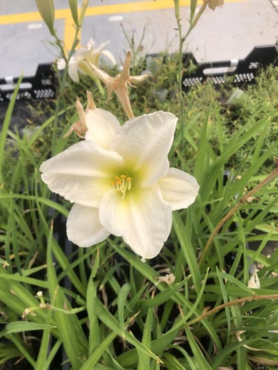 6x Daglelie - Hemerocallis 'Gentle 'Shepherd' | 9x9 cm pot