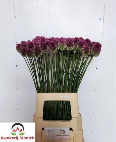 50x Allium sphaer.(kogel) 70cm