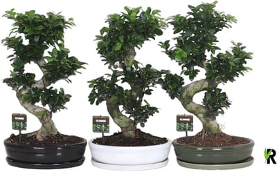 Ficus Microcarpa S-type in Witte keramiek ovaal schaal met schotel 70 cm – Kamerplant – Vers Van De Kweker – Potmaat Ø35 cm