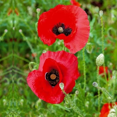 Papaver zaden - Tulppapaver