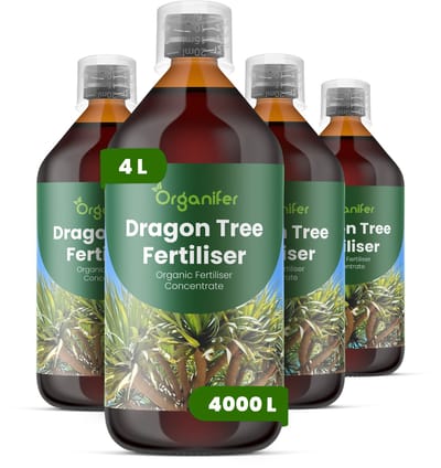 Vloeibare Meststof Voor Drakenboom 4X1 L Voor 4000 L - Npk 2-1-8 - Krachtige Groei - Takvorming - Sterk Wortelstelsel - Nutriëntenopname - Glanzende Zwaardvormige Bladeren - Droogtebestendig - Hittebestendig - Kroonontwikkelin - Organifer