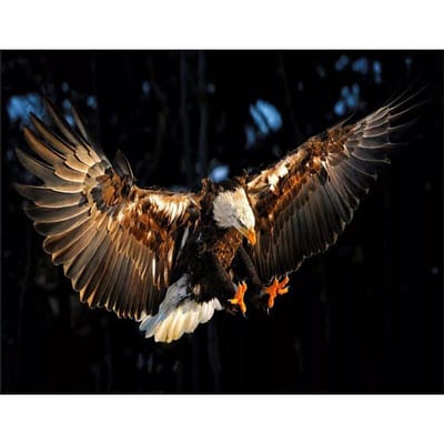 Diamant schilderij borduurpakketten 5D Diy diamant borduurwerk mozaïek patroon Eagle Picture Home Decor 20X30CM brown