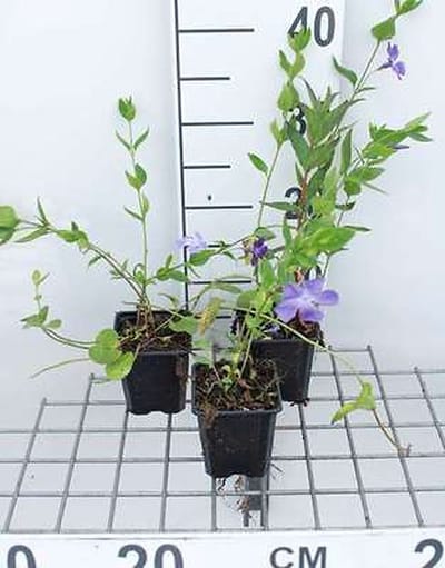 12x Maagdenpalm - Vinca difformis ( acutiloba) | 9x9 cm pot