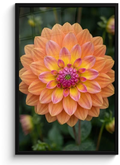Poster in lijst - Fotolijst 60x90 cm - Posters - Dahlia - Bloem - Oranje - Posterlijst zwart - Decoratie - Wanddecoratie woonkamer - Muurdecoratie slaapkamer