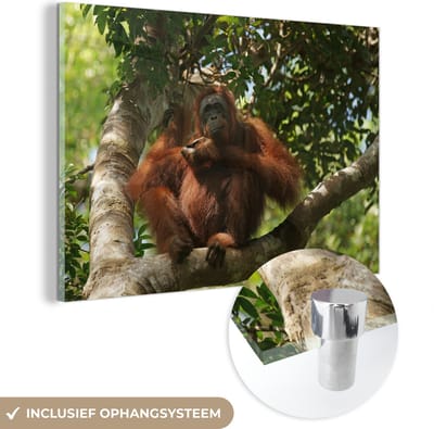 ® Glasschilderij 180x120 cm - Schilderij acrylglas - Orang-Oetan zittend in de bomen van Tanjung Puting op Borneo - Foto op glas - Muurdecoratie woonkamer - Wanddecoratie slaapkamer - Schilderijen