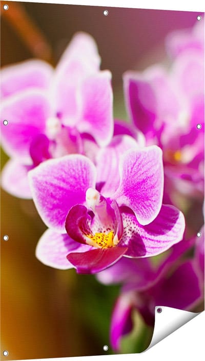 Gards Tuinposter Paarse Orchidee Bloemen - 80x120 cm - Tuindoek - Tuindecoratie - Wanddecoratie buiten - Tuinschilderij