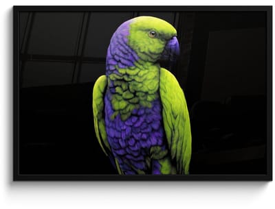 Poster in lijst - Fotolijst 90x60 cm - Posters - Papegaai - Veren - Opvallend - Groen - Posterlijst zwart - Decoratie - Wanddecoratie woonkamer - Muurdecoratie slaapkamer