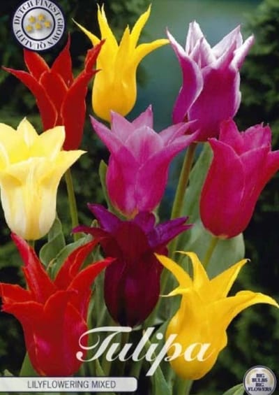 Leliebloemig Mixed Lilyflowering Tulpenbollen 10 stuks bolmaat 12+