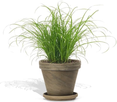 DutchLeafs Cyperus Zumula Kattengras in Terracotta Bloempot Basalt - 1 Stuk - Kwekerspot 12 cm - Hoogte: 20-25 cm - Kamerplant - Diervriendelijke Plant voor Binnen