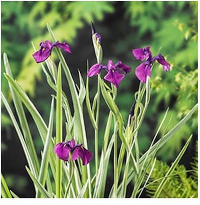 Moerings Iris kaempferi Variegata | Water Iris | In 9CM pot