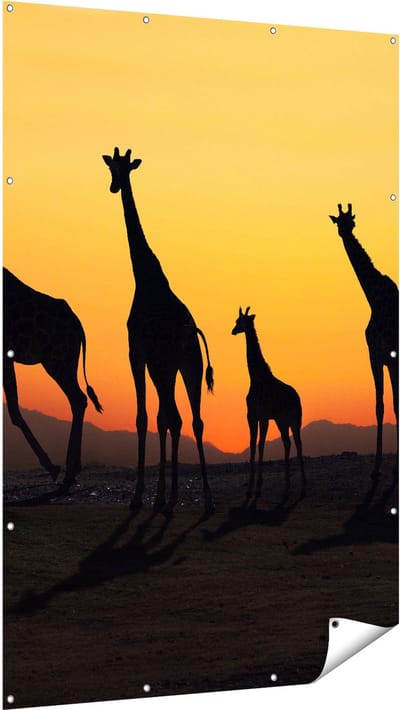 Gards Tuinposter Vier Giraffe Silhouetten bij Zonsondergang - 120x180 cm - Tuindoek - Tuindecoratie - Wanddecoratie buiten - Tuinschilderij