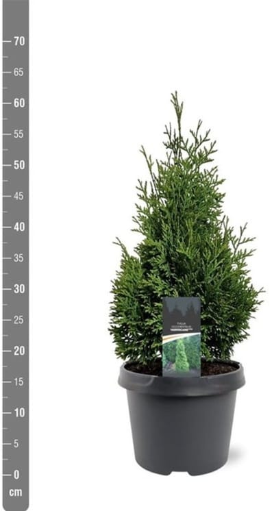Plants Online BV - Planten - Haagplanten - Coniferen - Set van 1 - Thuja occ. 'Hurricane'