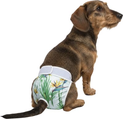 Loopsheidbroekje hond Tropical Maat M - Wasbaar - Hondenluier - Bij loopsheid en inconintentie