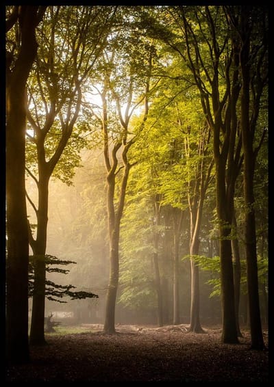 Poster One Two Tree - 30x40 cm Met Fotolijst - Natuur Poster - Ingelijst - WALLLL