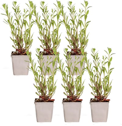 Bloomique - Set van 6 - Gaura Lindheimeri - Prachtkaars - Tuinplanten - Winterhard - Diervriendelijk - Hoogte 10-20 cm - Pot 9x9 cm
