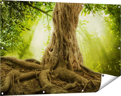 Gards Tuinposter Grote Boom in het Bos met Wortels - 120x80 cm - Tuindoek - Tuindecoratie - Wanddecoratie buiten - Tuinschilderij