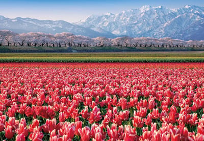 Hoogwaardige Puzzel 1000 Stukjes - Levendig Tulpenveld