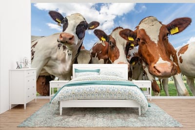 Behang - Fotobehang Koeien - Dieren - Weiland - Natuur - Breedte 465 cm x hoogte 260 cm
