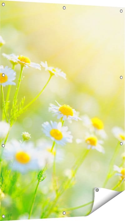 Gards Tuinposter Witte Kamille Bloemen met Zonneschijn - 80x120 cm - Tuindoek - Tuindecoratie - Wanddecoratie buiten - Tuinschilderij
