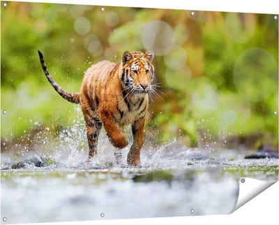 Gards Tuinposter Tijger Loopt in het Water - 150x100 cm - Tuindoek - Tuindecoratie - Wanddecoratie buiten - Tuinschilderij