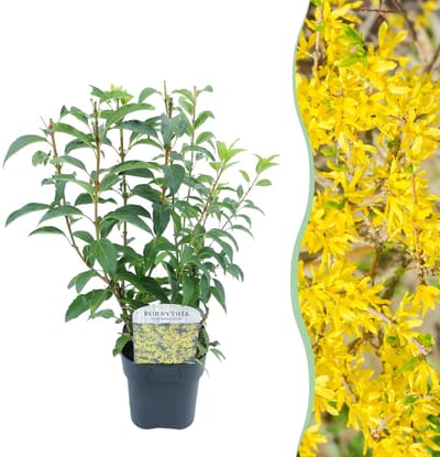 Green boutiQ - Heesters - Forsythia intermedia Goldrauch - Bloem Geel - 1 Plant - Bladverliezend - Weinig Onderhoud - Pot 17cm Hoogte 45cm