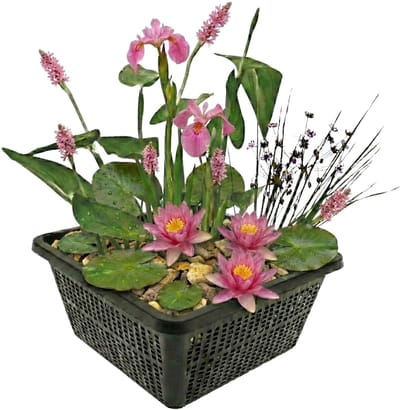 vdvelde.com - Mini vijverplanten set Roze - 4 waterplanten incl. roze waterlelie, plantmand, substraat en meststof - Voor kleine vijvers & schalen - Natuurlijk helder water zonder pomp