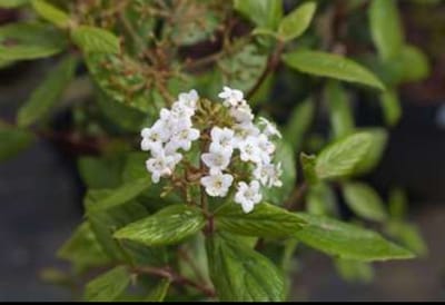 2 x Viburnum burkwoodii - Sneeuwbal 40- 60 cm in pot